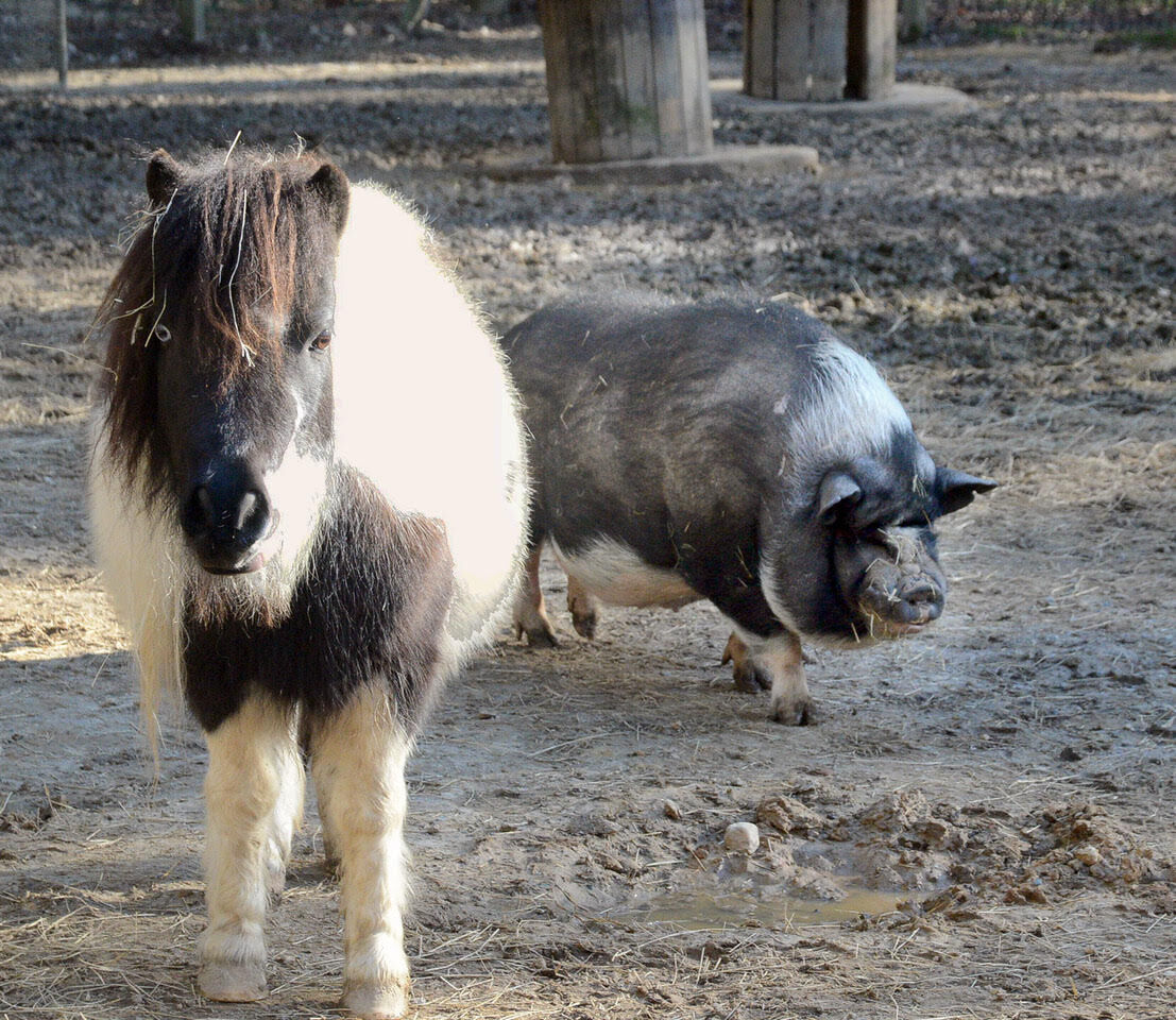 pig and pony
